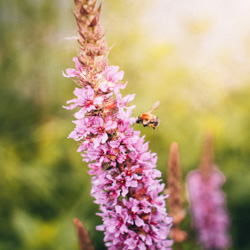 Initiation à la nature
